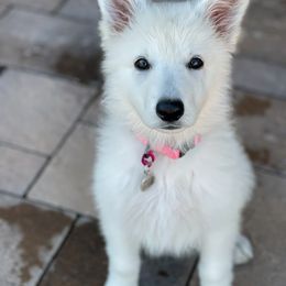 Berger Blanc Suisse Puppies from Absolute Dream White Swiss Shepherds