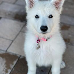 Berger Blanc Suisse Puppies from Absolute Dream White Swiss Shepherds