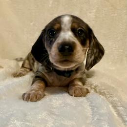 Jack - Dapple male Dachshund puppy in Williamson, New York from Maisy & Meg