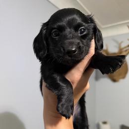 Twix - Black male Dachshund puppy in Erie, Michigan from Champagne’s Grinch Toe’d Dachshunds