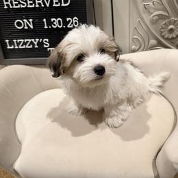 Fudge - White male Coton de Tulear puppy in Surprise, Arizona from Lizzy’s Tribe