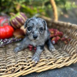 Dolly - Blue merle female Aussiedoodle puppy in Lexington, Alabama from Johnson’s Highland Pride Aussiedoodles
