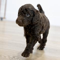Tahoe - Chocolate male Double Doodle puppy in Peoria, Arizona from Sonoran Doodles