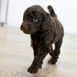 Tahoe - Chocolate male Double Doodle puppy in Peoria, Arizona from Sonoran Doodles