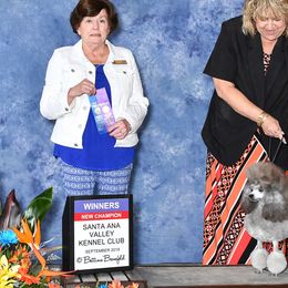 Poodles from Alegros Poodles