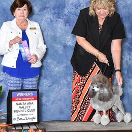 Poodles from Alegros Poodles