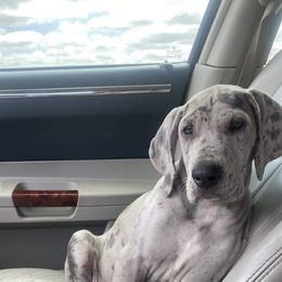 Great Dane and Yorkshire Terrier Puppies from Graham’s Danes