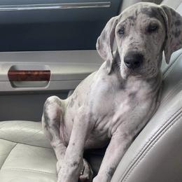 Great Dane and Yorkshire Terrier Puppies from Graham’s Danes