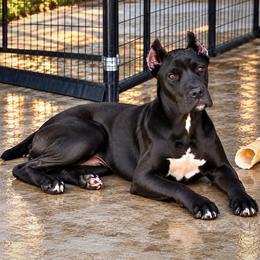 London - Black female Cane Corso puppy in Trenton, Texas from Trained To Go Corso Kennels (T.T.G. Corso Kennels)