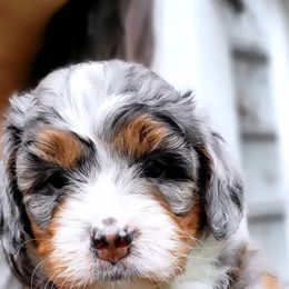 Bernedoodle Puppies from Ever After Doodles