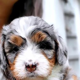 Bernedoodle Puppies from Ever After Doodles