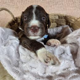 Yogi - Brown and white male Aussiedoodle puppy in Haleyville, Alabama from The Cuddly Dood Ranch