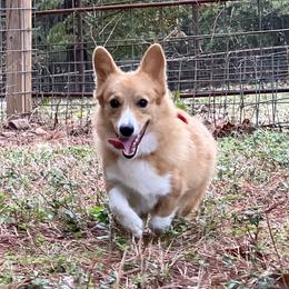 Lexi - Pembroke Welsh Corgi