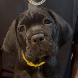 Miracle City Yellow - Black female Cane Corso puppy in Conroe, Texas from Miracle City