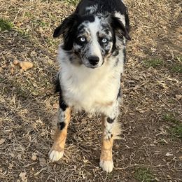 Dixie - Miniature Australian Shepherd