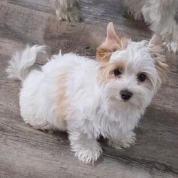 Minnie - Yorkshire Terrier