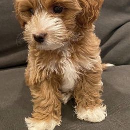Goldendoodle Puppies from Paddington Doodles