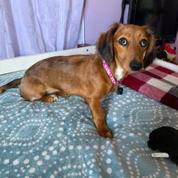 Willow - Dachshund