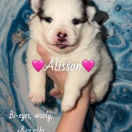 Alisson - Black and white female Pomsky puppy in Centerville, Iowa from LJ Kennels Pomskies, LLC