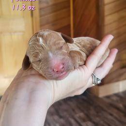 Pink - Collar - Red  female Goldendoodle puppy in Fairmont, West Virginia from Mountainside Doodles, LLC