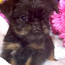 Lila. TINY Baby Girl - Black and tan female Brussels Griffon puppy in Litchfield Park, Arizona from Melody Lane Brussels Griffons