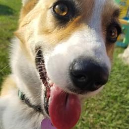 Molly - Red female Pembroke Welsh Corgi puppy in Cocoa, Florida from Cascadian Space Coast Corgis LLC