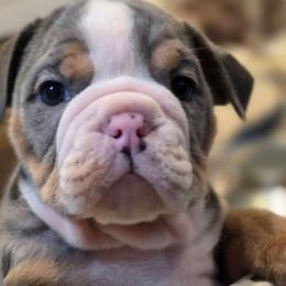 Dak - Blue tri-color male Bulldog puppy in Harrisburg, Pennsylvania from Central PA WiggleButts Bulldogs