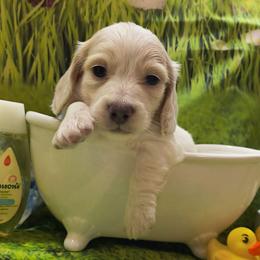 Twinkle - Cream male Dachshund puppy in Grove, Oklahoma from Dachs on the lake