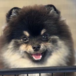 MuFasa - Pomeranian