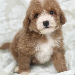 Mabel - Red  female Poodle puppy in Salem, New Jersey from Twindo Poodles