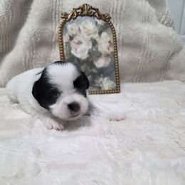 Cherish - Black and white female Shichon puppy in Ronda, North Carolina from Willow River