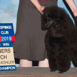 Poodles from Prama Poodles