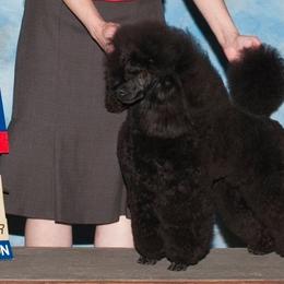 Poodles from Prama Poodles