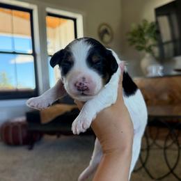 Laura - Tri-color female Bernedoodle puppy in Yuba City, California from Ranch House Doodles