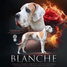 Blanche - Great Dane