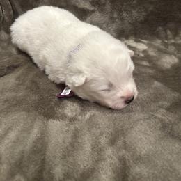 Priscilla - White female Samoyed puppy in Atkinson, Nebraska from Sandhills Samoyeds