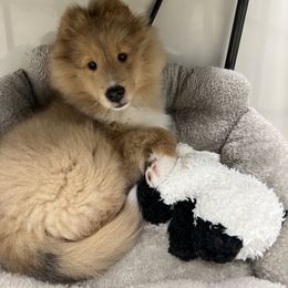 Dalmatian and Shetland Sheepdog Puppies from Karmayne Kennels