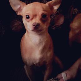Chihuahuas from Stacey Saxton's Chihuahuas