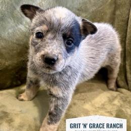 Astra - Blue speckled female Australian Cattle Dog puppy in Atwood, Kansas from Grit ‘n’ Grace Ranch