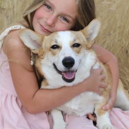 Chloe - Pembroke Welsh Corgi