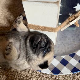 Pink female - Fawn female Pug puppy in Baylis, Illinois from Cameo's Pugs