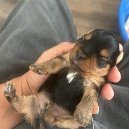 Female 3 - Black and tan female Yorkshire Terrier puppy in Kissimmee, Florida from Bebe AKC Puppies