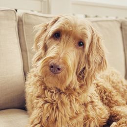 Bernedoodle All Grown Up from Sweetheart Doodles