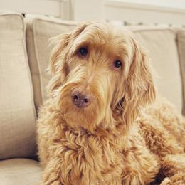 Bernedoodle All Grown Up from Sweetheart Doodles