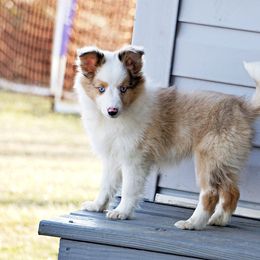 Rottweiler and Toy Shetland Sheepdog Puppies from Mountain High Kennels