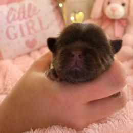 Michelle pink - Chocolate female Shih Tzu puppy in Augusta, Maine from Zulas Shih Tzu of Maine