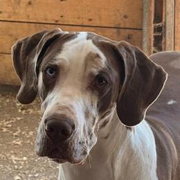 Lucy - Great Dane