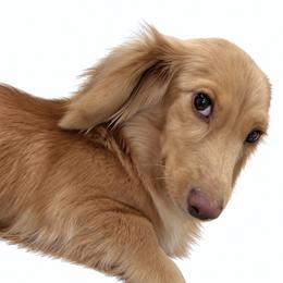 Yuki - Dachshund