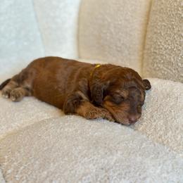 Fred - Phantom male Goldendoodle puppy in Twin Falls, Idaho from Burrow & Bone
