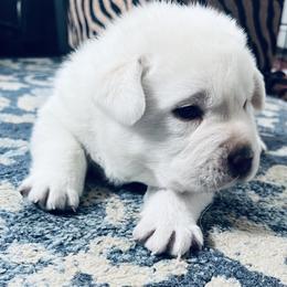 Labrador Retriever and Pembroke Welsh Corgi Puppies from Burress Family Farm and Kennels